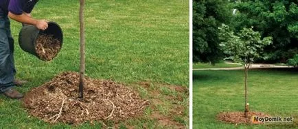 Plantarea de copaci în primăvară - cum să planteze pomi fructiferi (meri, peri, cireșe), atunci este mai bine (plantarea de copaci) Plantarea de copaci în primăvară - cum să planteze pomi fructiferi (meri, peri, cireșe), atunci când acesta este cel mai bun