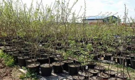 Plantarea de copaci în primăvară - cum să planteze pomi fructiferi (meri, peri, cireșe), atunci este mai bine (fructe) Plantarea de copaci în primăvară - cum să planteze pomi fructiferi (meri, peri, cireșe), atunci când acesta este cel mai bun