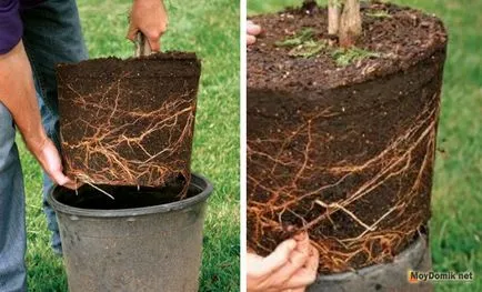Plantarea de copaci în primăvară - cum să planteze pomi fructiferi (meri, peri, cireșe), atunci este mai bine (copaci) Plantarea de copaci în primăvară - cum să planteze pomi fructiferi (meri, peri, cireșe), atunci când acesta este cel mai bun