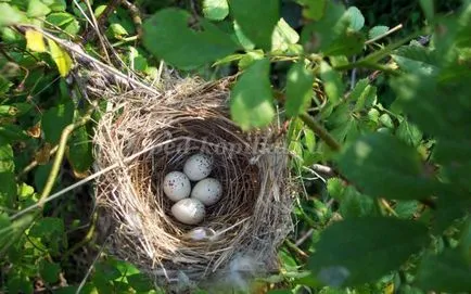 Reguli de conduită în pădure pentru copii în versuri