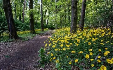 Reguli de conduită în pădure pentru copii în versuri