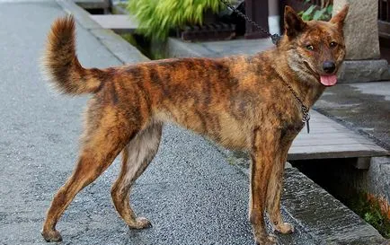 Rasa de nume și fotografii de câine japoneze, toate despre câini