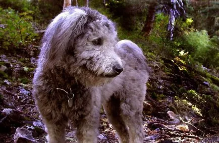 câine rasa Pumi (PUMI)