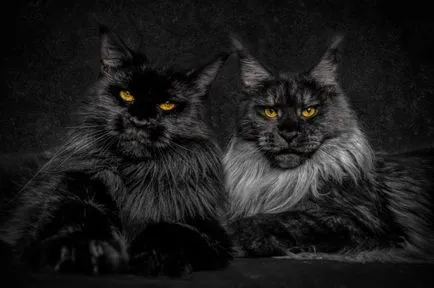 pisici Portrete, știri fotografie