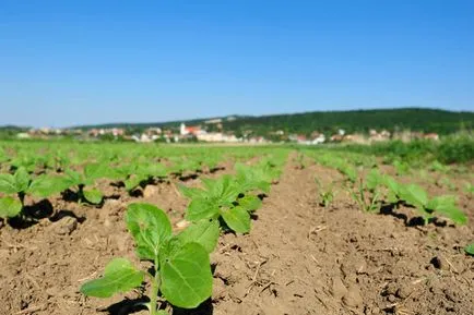 Plantarea și îngrijirea floarea-soarelui (floarea soarelui) (achene semințele sunt mai mari) Plantarea și îngrijirea floarea-soarelui (floarea soarelui)