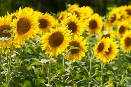 Plantarea și îngrijirea de floarea-soarelui (floarea-soarelui) (mai mare va achene) Plantarea și îngrijirea floarea-soarelui (floarea soarelui)