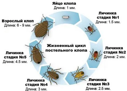Caracteristici ploșnițe ale vieții