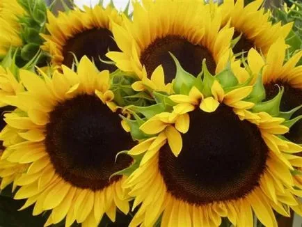 Plantarea și îngrijirea de floarea-soarelui (floarea soarelui) (va achene semințe) Plantarea și îngrijirea floarea-soarelui (floarea soarelui)