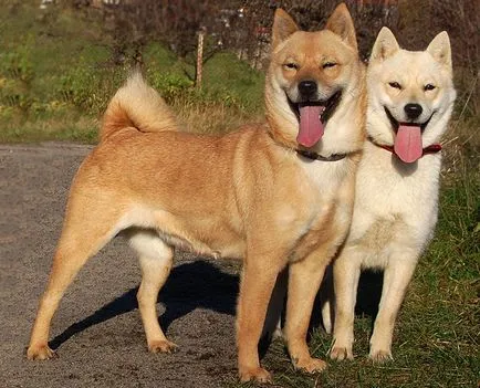 Rasa de nume și fotografii de câine japoneze, toate despre câini