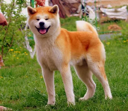 Rasa de nume și fotografii de câine japoneze, toate despre câini