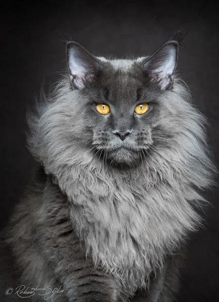 pisici Portrete, știri fotografie