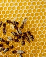 hexagon regulat - scisne