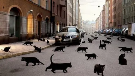 Credinte si superstitii asociate cu o pisica in casa (conectat) Credinte si superstitii asociate cu o pisică în casă