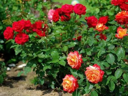 trandafiri Proper plantare