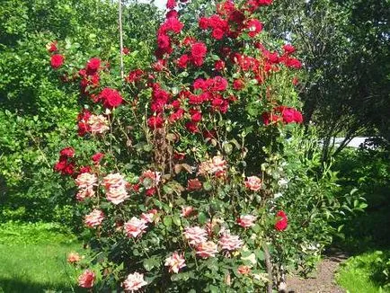 trandafiri Proper plantare