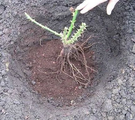 trandafiri Proper plantare