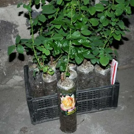 trandafiri Proper plantare
