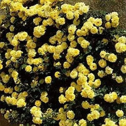 trandafiri Proper plantare