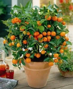 Simplu Calamondin de îngrijire la domiciliu citrice