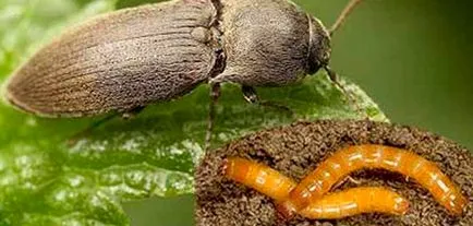 Wireworms - cum să lupte și de a scăpa de dăunătorului
