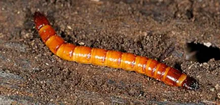 Wireworms - cum să lupte și de a scăpa de dăunătorului