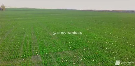 Producția de gazon în Permian, prețul gazonului în rulouri - un grup de companii „peluzele Urali“ (producția de gazon) Productia de gazon în Permian, prețul gazonului în rulouri - un grup de „peluze“ Urali companii