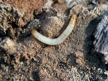Wireworms - cum să obțineți zona de cartofi scăpa, remedii pentru filiformi; lupta (lupte) Wireworms - cum să obțineți zona de cartofi scăpa, remedii pentru filiformi; combaterea