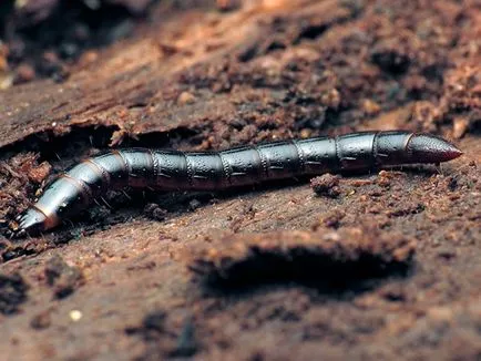 Wireworms - cum să obțineți zona de cartofi scăpa, remedii pentru filiformi; lupta (lupte) Wireworms - cum să obțineți zona de cartofi scăpa, remedii pentru filiformi; combaterea