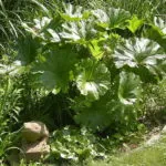 Puansetiya de îngrijire la domiciliu cum să tăiați o floare de Crăciun fotografii și videoclipuri puansetiyu