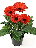 Plante purificatoare de aer
