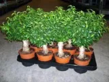 plante Cypress - îngrijire la domiciliu chiparos replantarea și reproducerea; acasă chiparos (udare) plante Cypress - îngrijire la domiciliu chiparos replantarea și reproducerea; chiparos acasă