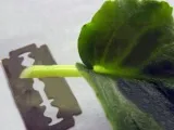 plante Cypress - îngrijire la domiciliu chiparos replantarea și reproducerea; chiparos acasă (plantă) plante Cypress - îngrijire la domiciliu chiparos replantarea și reproducerea; chiparos acasă