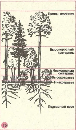 comunități de plante
