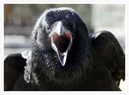 Bird corbul negru