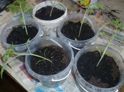 răsaduri Castravete a scos ce să facă, să crească o grădină!
