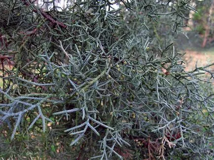 plante Cypress - îngrijire la domiciliu chiparos replantarea și reproducerea; chiparos acasă (reproducere) plante Cypress - îngrijire la domiciliu chiparos replantarea și reproducerea; chiparos acasă