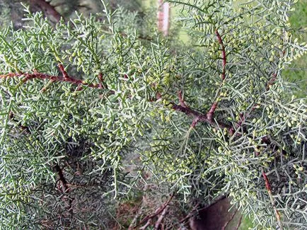plante Cypress - îngrijire la domiciliu chiparos replantarea și reproducerea; Casa de chiparos (Dries) plante Cypress - îngrijire la domiciliu chiparos replantarea și reproducerea; chiparos acasă