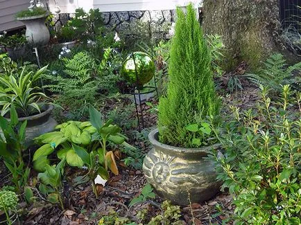 plante Cypress - îngrijire la domiciliu chiparos replantarea și reproducerea; chiparos acasă (transplant) plante Cypress - îngrijire la domiciliu chiparos replantarea și reproducerea; chiparos acasă