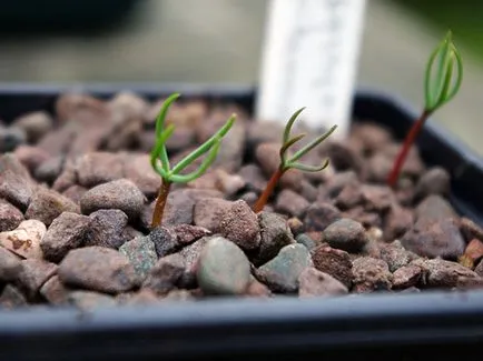 plante Cypress - îngrijire la domiciliu chiparos replantarea și reproducerea; chiparos acasă (acasă) plante Cypress - îngrijire la domiciliu chiparos replantarea și reproducerea; chiparos acasă