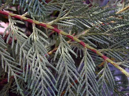 plante Cypress - îngrijire la domiciliu chiparos replantarea și reproducerea; home chiparos (specii) plante Cypress - îngrijire la domiciliu chiparos replantarea și reproducerea; chiparos acasă