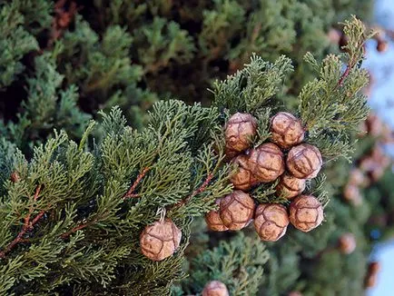 plante Cypress - îngrijire la domiciliu chiparos replantarea și reproducerea; home chiparos (specii) plante Cypress - îngrijire la domiciliu chiparos replantarea și reproducerea; chiparos acasă