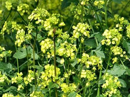Violul ca gunoiul de grajd verde, 6 ar