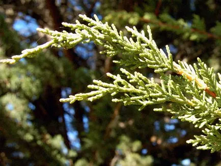 plante Cypress - îngrijire la domiciliu chiparos replantarea și reproducerea; chiparos acasă (boală) plante Cypress - îngrijire la domiciliu chiparos replantarea și reproducerea; chiparos acasă