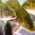 Ameliorarea și creșterea de păstrăv în casă ca o tehnologie de afaceri, plan de afaceri, (reproducere) Ameliorarea și creșterea de păstrăv în casă ca o tehnologie de afaceri, plan de afaceri,