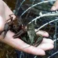 Ameliorarea și creșterea de păstrăv în casă ca o tehnologie de afaceri, plan de afaceri, (păstrăv) Ameliorarea și creșterea de păstrăv în casă ca o tehnologie de afaceri, plan de afaceri,