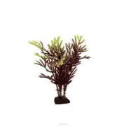 Reproducerea Sabiei - acvariu novice (ArtUniq de plante de acvariu) Reproducerea Sabiei - acvaristi începător