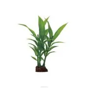 Reproducerea Sabiei - acvaristi începător (reproducere) Reproducerea Sabiei - acvaristi începător