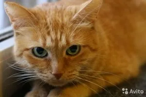 Diferite ochi la pisici, care înseamnă asistentul pisicii (atunci) Diferite ochi la pisici, care înseamnă Asistent pisicii