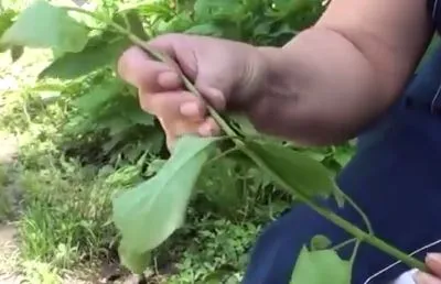 Reproducere butași de liliac, altoire, butași și semințe video!