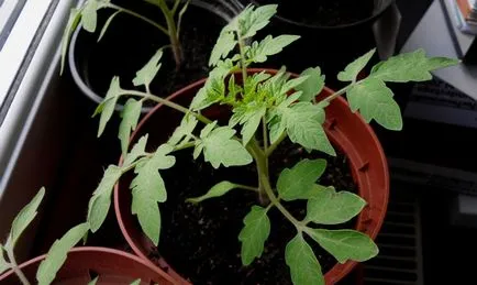 Noi rezolva problema de material săditor întinse tomate video,